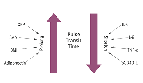 This figure represents how biomarkers, body mass index and other factors affect pulse transit time (PTT) in children with obstructive sleep apnea, a condition that affects nearly 5 percent of U.S. children in the U.S. The factors on the left prolong PTT: C-reactive protein (CRP), serum amyloid A (SAA), body mass index (BMI) and adiponectin, a protein that helps the body regulate glucose levels and break down fatty acid. The factors on the right shorten PTT: interleukin (IL)-6 and 8, tumor necrosis factor (TNF)-α, and a soluble cluster of differentiation (CD)-40 ligand (L).